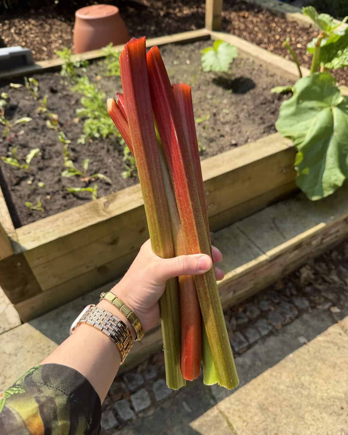 A person holds several freshly picked rhubarb stalks in a garden, with raised beds and green plants visible in the background.